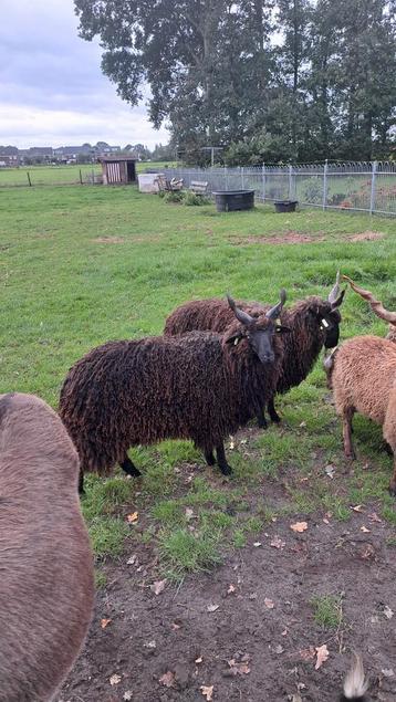 Zwarte Racka's te koop beschikbaar voor biedingen