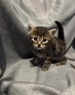 kitten gratis ophalen, Gebruikt, Kinderen, Decathlon, Bovenkleding