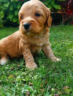 Cockapoo's puppie's Reutjes en Teefjes Beschikbaar., Dieren en Toebehoren, Overige rassen, CDV (hondenziekte), 8 tot 15 weken