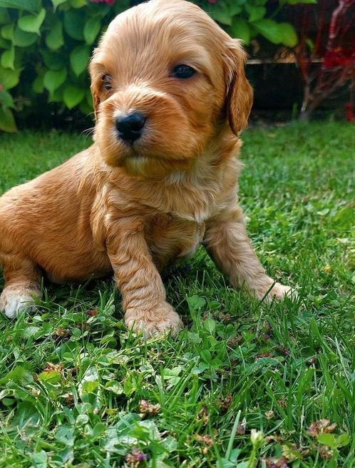 Cockapoo's puppie's Reutjes en Teefjes Beschikbaar., Dieren en Toebehoren, Honden | Retrievers, Spaniëls en Waterhonden, Meerdere dieren