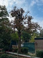 Kachelhout - Zelf boom omzagen, Tuin en Terras, Minder dan 3 m³, Ophalen, Overige houtsoorten, Stammen
