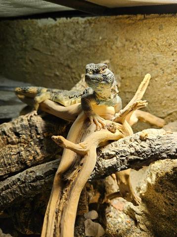 Uromastyx Thomasi 1.0 2022 beschikbaar voor biedingen