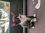 Kittens 3x, Dieren en Toebehoren, Katten en Kittens | Overige Katten