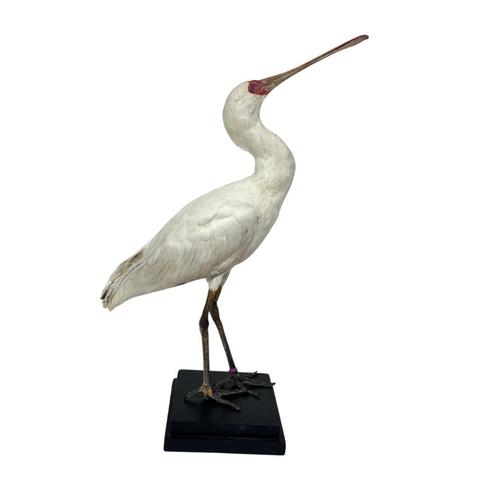 TE KOOP: PRACHTIGE OPGEZETTE AFRIKAANSE LEPELAAR:, Verzamelen, Dierenverzamelingen, Nieuw, Opgezet dier, Vogel, Ophalen of Verzenden