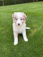 Australian Shepherd x Border Collie pups reutjes, Dieren en Toebehoren, Nederland, CDV (hondenziekte), 8 tot 15 weken, Collie