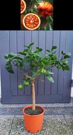 8 Citrus Sinensis Arcobal- Sinaasappel- Nieuw Winterhard -12, Ophalen, Minder dan 100 cm, Lente, Overige soorten