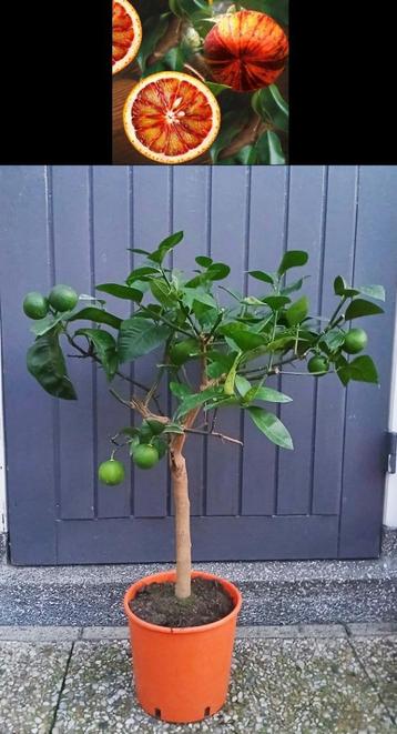 8 Citrus Sinensis Arcobal- Sinaasappel- Nieuw Winterhard -12 beschikbaar voor biedingen