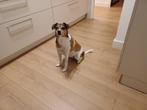 Boerenfox herplaatsing, Dieren en Toebehoren, Honden | Jack Russells en Terriërs, 6 jaar of ouder, Rabiës (hondsdolheid), Overige rassen