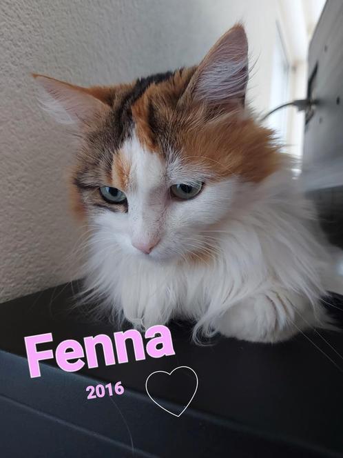 Kat, Dieren en Toebehoren, Katten en Kittens | Raskatten | Langhaar, Poes