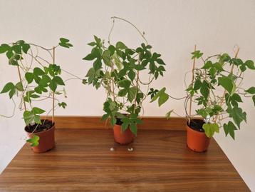 Ipomoea pubescens - caudex - klein beschikbaar voor biedingen