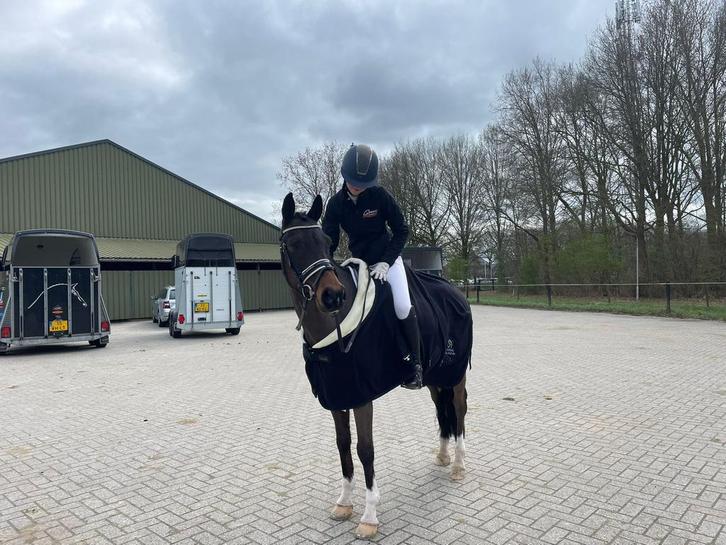 Knappe, grote D, dressuurpony te koop!, Dieren en Toebehoren, Pony's, Ruin, M, D pony (1.37m tot 1.48m), Dressuurpony, 11 jaar of ouder