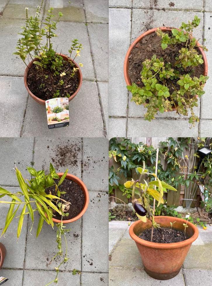 Terracotta bloempotten met kruiden en/ groente, Tuin en Terras, Planten | Tuinplanten, Overige soorten, Volle zon, Ophalen