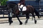 Friese Kroon Sport Merrie met vol papier en Super bloedlijn, Dieren en Toebehoren, Paarden, Merrie, Dressuurpaard