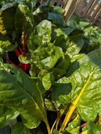 Surinaamse/diverse bio groente  Almere/Lelystad, Tuin en Terras, Planten | Tuinplanten, Volle zon, Groenteplanten, Eenjarig, Ophalen of Verzenden