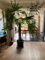 Grote Zaagblad palm, Ophalen, Palm, Halfschaduw, In pot