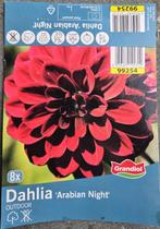 Dahlia's "Arabian Night" (10 stuks), Ophalen, Voorjaar, Halfschaduw, Knol