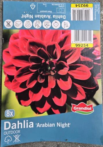 Dahlia's "Arabian Night" (10 stuks) beschikbaar voor biedingen