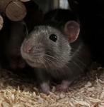 jong ratje gratis, Dieren en Toebehoren, Rat, Augustus, Vrouwelijk, Tam