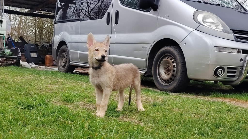 Tsjecho-Slowaakse wolfhond
Teefje, Particulier, Overige rassen, 8 tot 15 weken, Buitenland