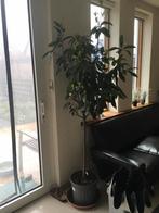 Keuken laurier boom, Ophalen of Verzenden, Halfschaduw, Overige soorten, 100 tot 250 cm