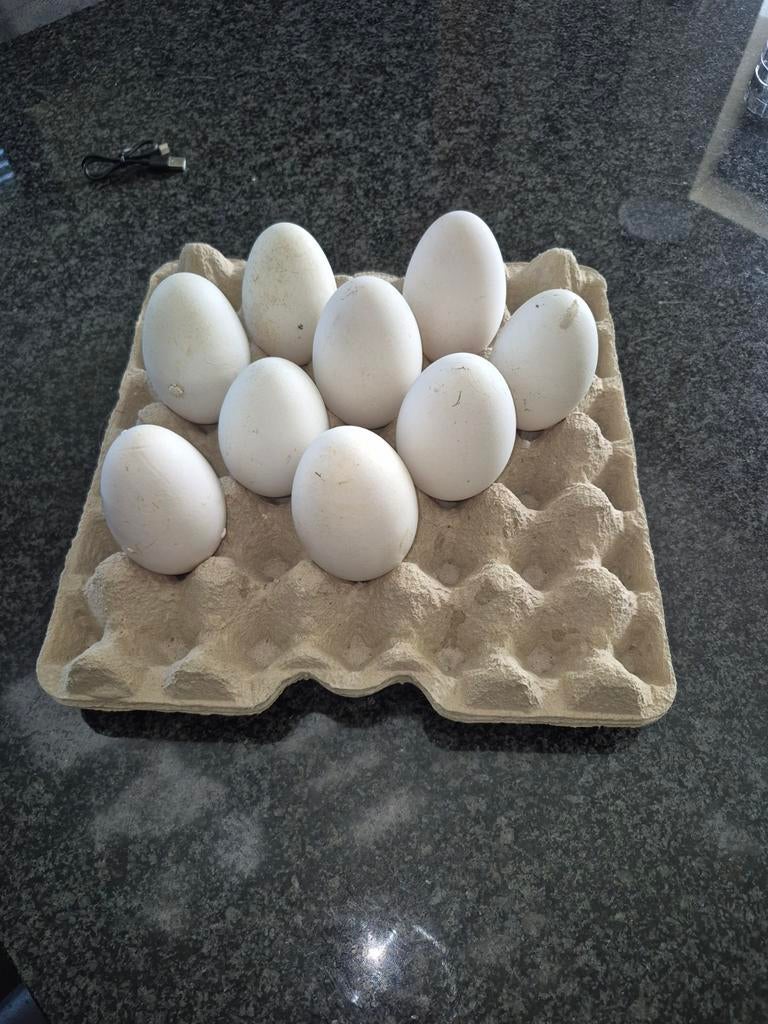 Ganzen eieren, Verzenden, Broedmachine