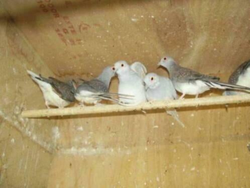 te koop diamantduiven, Dieren en Toebehoren, Meerdere dieren