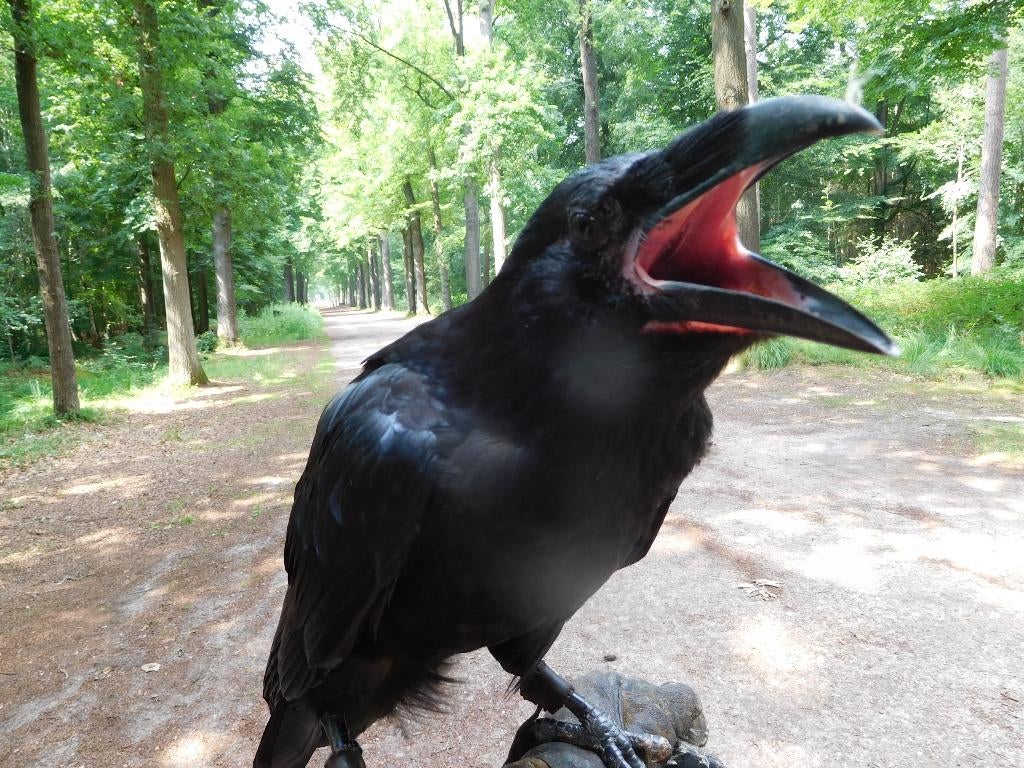 raaf, Mannelijk, Roofvogel, Geringd