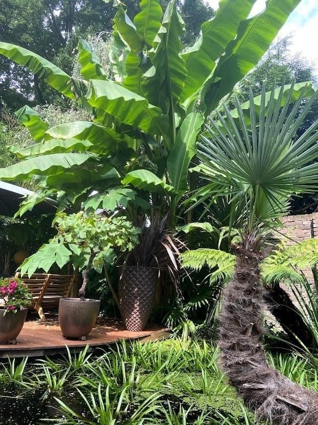 Musa Dajiao: Snelgroeiende, eetbare banaan uit China, Tuin en Terras, Planten | Tuinplanten, Ophalen of Verzenden, Overige soorten
