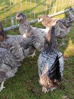 Ik bied jonge blauwe legkippen aan, Vrouwelijk, Kip