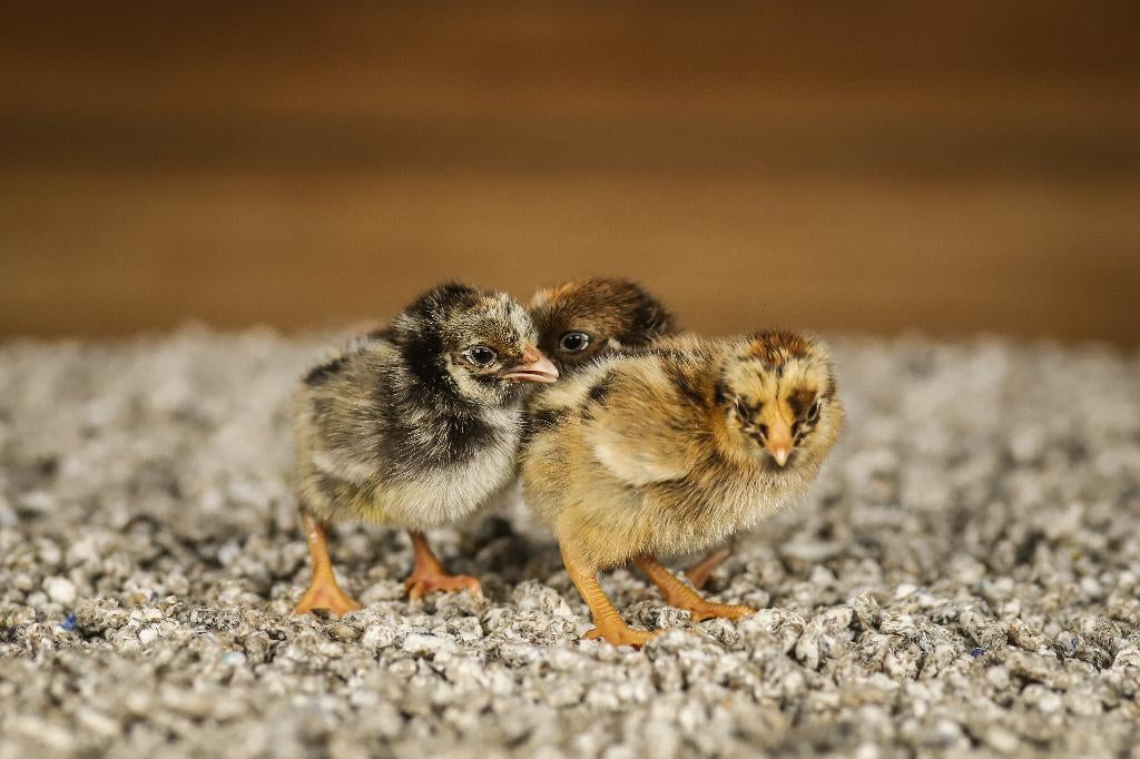 Barnevelder kriel kippenkuikens | Gesekst en Ingeënt