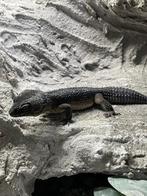 Blacknight pure line MAN luipaardgekko, Dieren en Toebehoren, Overige soorten, Tam, 0 tot 2 jaar