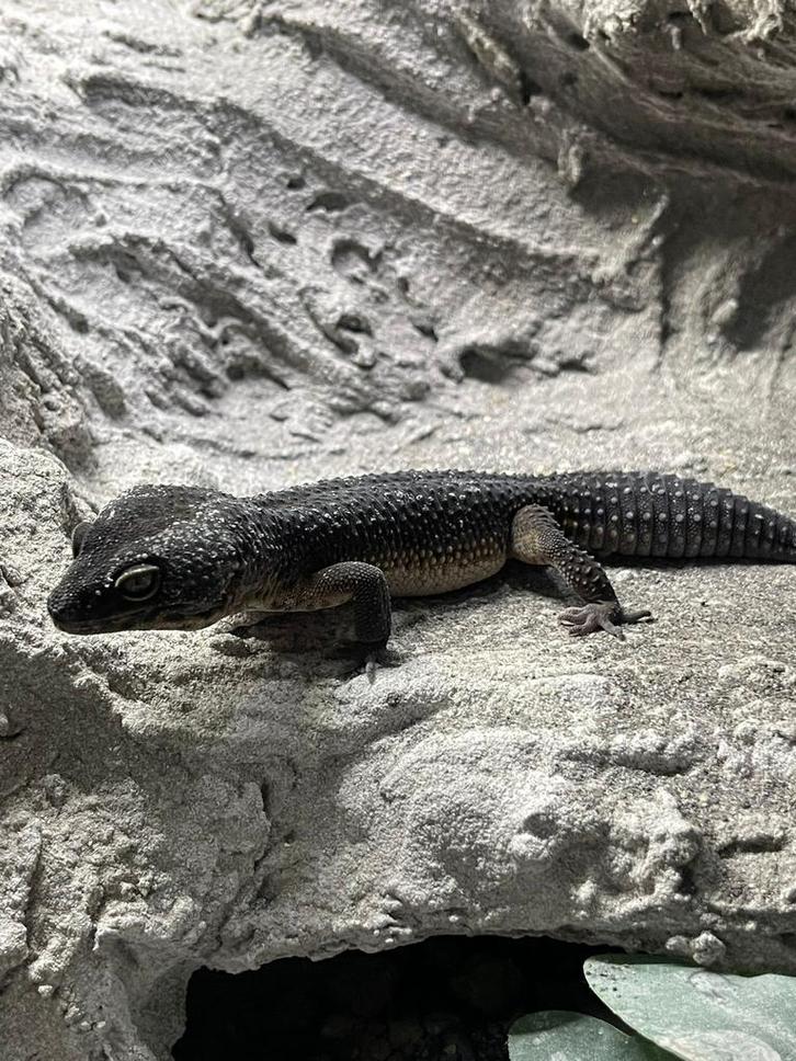 Blacknight pure line MAN luipaardgekko Leopard Gecko - male for sale from Tara2003