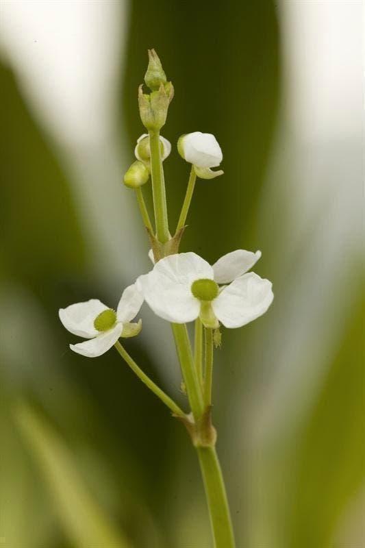 Vijverplanten, bloeiende oeverplanten, Zuurstofplanten, Ophalen, Volle zon, Vaste plant, Zomer