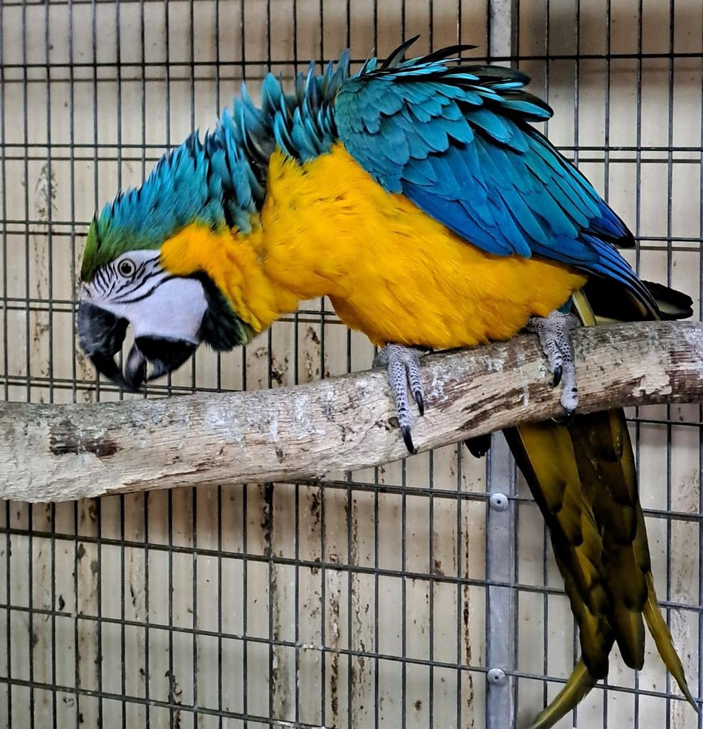 Blauwgele ara kweekpop, Dieren en Toebehoren, Vogels | Parkieten en Papegaaien, Vrouwelijk, Papegaai, Geringd