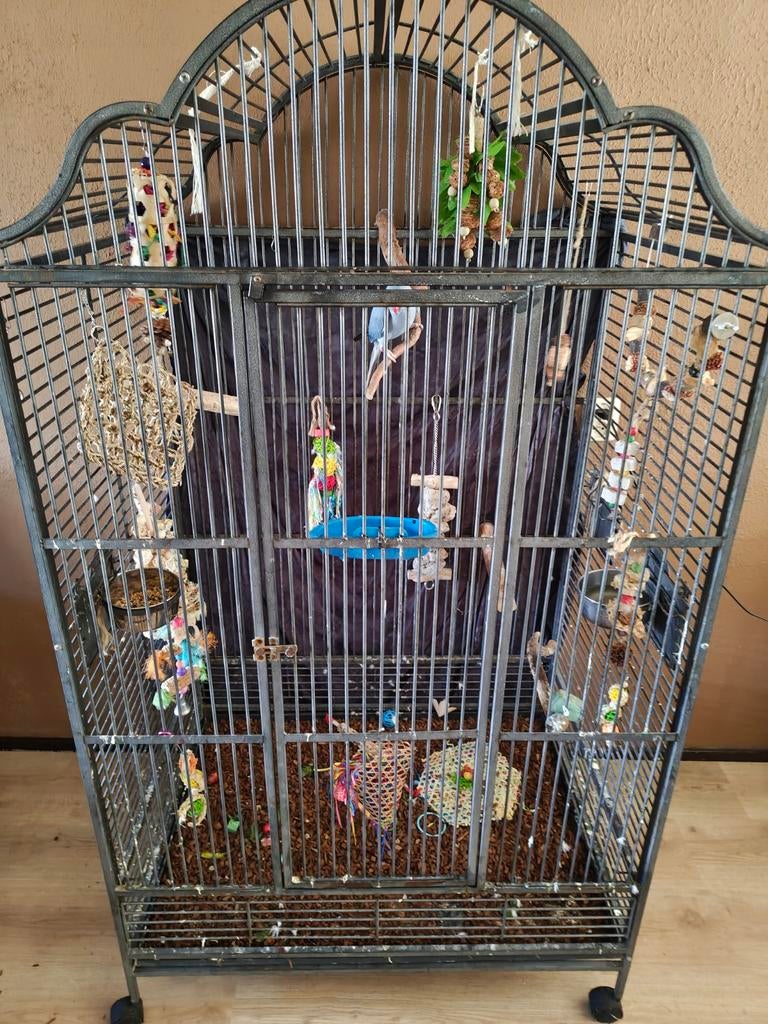 Henkie zoekt een nieuw huisje!, Geslacht onbekend, Parkiet, Pratend