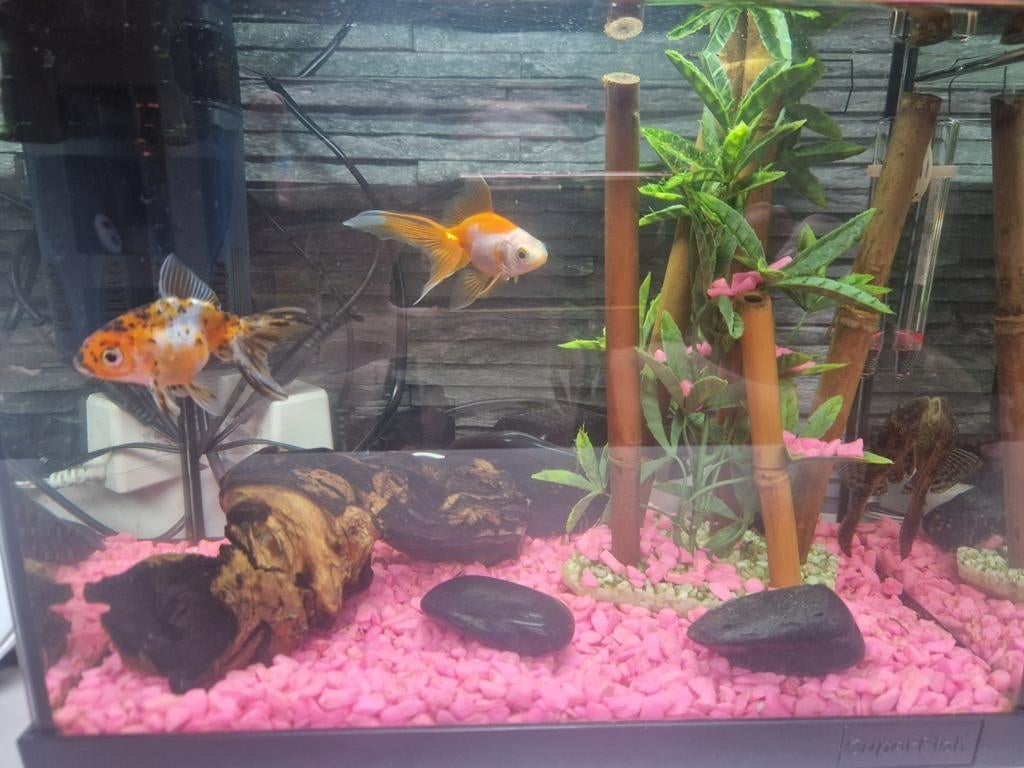 Aquarium, Dieren en Toebehoren, Vissen | Aquaria en Toebehoren, Ophalen of Verzenden