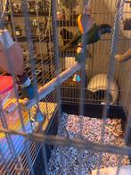 Pyrhurra, Geslacht onbekend, Geringd