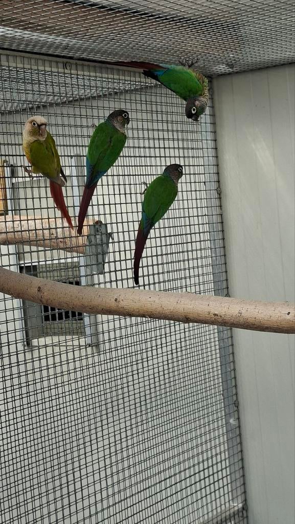 Pyrrhura koppel, Meerdere dieren, Parkiet