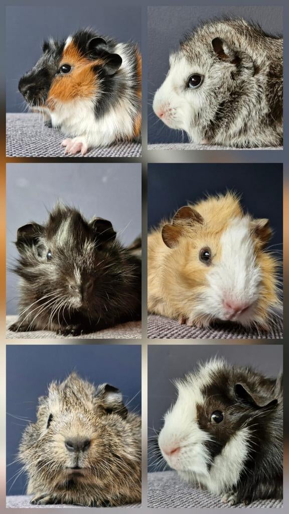 Lieve baby cavia beertjes met mooie borstels, Mannelijk, Tam, Maart, Cavia