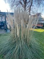 Pampas pluimen, Ophalen of Verzenden, Volle zon, Overige soorten, Minder dan 100 cm