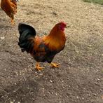 3 haantjes, Mannelijk, Kip