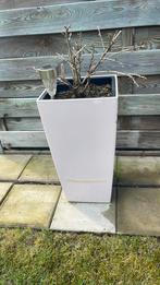 Plantenbak, Ophalen of Verzenden, Gebruikt, Overige vormen, Minder dan 30 cm