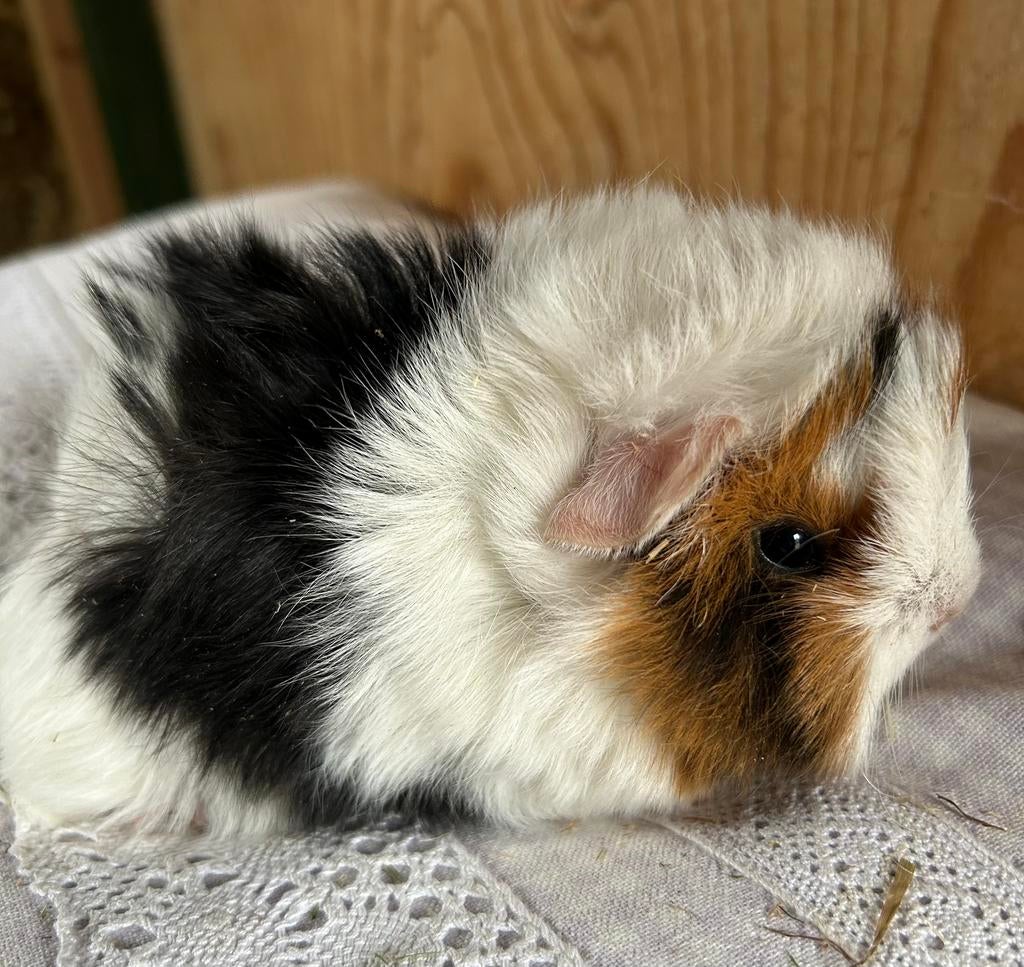 Jong cavia vrouwtje peruvian, Dieren en Toebehoren, Maart, Vrouwelijk, Cavia