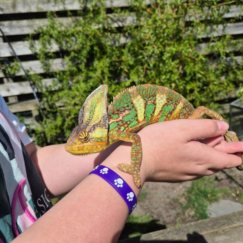 Jemen Kameleon Chameleon - unknown for sale from angel