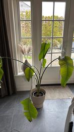 Strelitzia, Ophalen, Halfschaduw