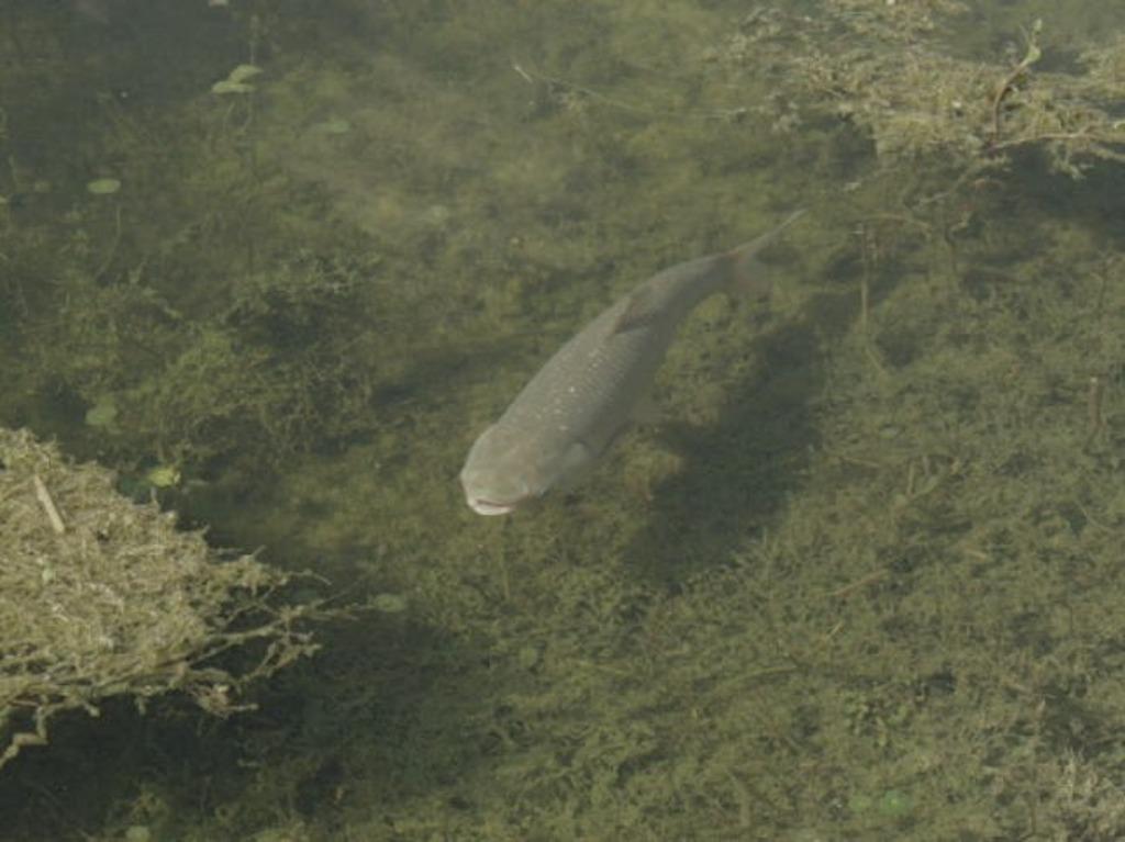 graskarpers ,  mooie forse vissen,  graskarper, Karper of Koi
