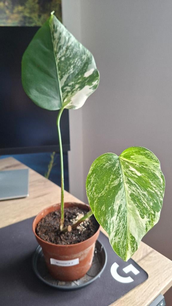Monstera Variegata - stek 2, Huis en Inrichting, Kamerplanten, Ophalen, Overige soorten, Halfschaduw, Minder dan 100 cm