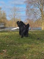 Wie heeft het gouden mandje voor deze knuffelkont ?, Dieren en Toebehoren, Particulier, Overige rassen, Buitenland, Teef