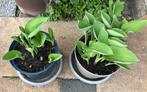 14 grote potten HOSTA planten. Vaste plant. 5 euro per stuk, Vaste plant, Halfschaduw, Zomer, Ophalen