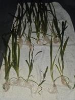 Steken Java varen en vallisneria Giganthea, Ophalen, Plant(en), Steen of Hout